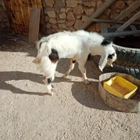 پازن سر حال در خونه|حیوانات مزرعه|اهرم, |دیوار