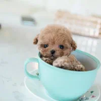 پودل فنجونی|سگ|یزد, |دیوار