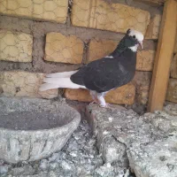 مخلفه نر    معاوضم دارم باماده