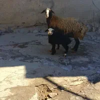 میش و بره نازار|حیوانات مزرعه|زاغه, |دیوار