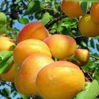 باغچه۷۰۰مترآببرقسند،سهیلیه،زعفرانیه،زکی آباد|فروش زمین و ملک کلنگی|کرج, فاز ۳ مهرشهر|دیوار