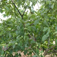 خرید وفروش گردو