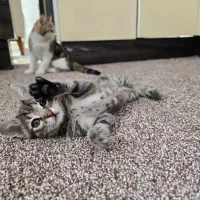 واگذاری گربه نر  dsh رایگان|گربه|پرند, فاز ۲|دیوار