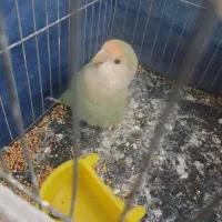 سلام یک عدد طوطی برزیلی به فروش می‌رسد