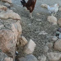 خروس لاری اصل|حیوانات مزرعه|دیواندره, |دیوار