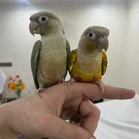 ۱ جفت گرینچیک‌ دستی و سخنگو