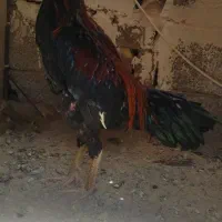 مرغ خروس فروشی