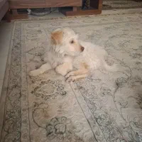 واگذاری سگ۳ماهه آموزش دیده تحت تعلیم مربی مجرب