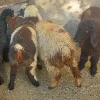 6 بره|حیوانات مزرعه|شیراز, کفترک|دیوار