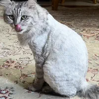 گربه خاکستری با موهای کوتاه شده گم شده