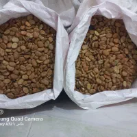 بذرباقلا زودرس هیستال|عمده‌فروشی|خان ببین, |دیوار