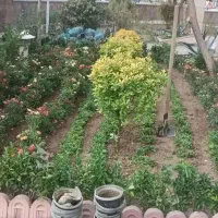 باغبانی گل گیاهرس کاری تمیزکردن باغ باغچه سامپاشی
