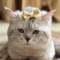 گربه نر بریتیش سیلور وارداتی برای جفتیابی