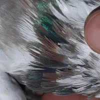 کبوتر نر سرور ۷ رنگ درشت|پرنده|شاهین‌شهر, شهرک گلدیس|دیوار