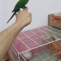 گرینچک دستی