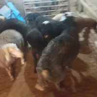 قوچ  فروشی|حیوانات مزرعه|فرمهین, |دیوار