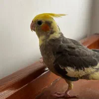 فروش عروس هلندی|پرنده|گرگان, |دیوار