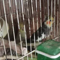 تعدادی پرنده با قیمت مناسب به فروش میرسد|پرنده|مشهد, جاهد شهر|دیوار