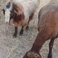 بزغاله نره جلو کش