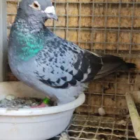 کبوتر پلاکی مسافتی|پرنده|تهران, باشگاه نفت|دیوار