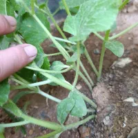 ۴۰۰ متر زمین مناسب ویلایی مسکونی