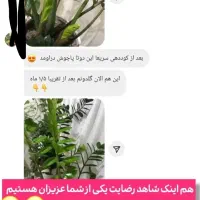 قرص کود ارگانیک|گل و گیاه طبیعی|خمام, |دیوار