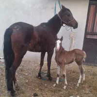 مادیون با کره