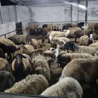 فروش گوسفند و بره (نمایشگاه دام مازندران)|حیوانات مزرعه|طبقده, |دیوار