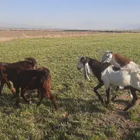 بزغاله نژادار|حیوانات مزرعه|بروجرد, |دیوار