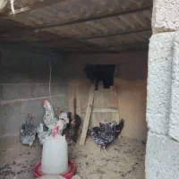 مرغ خروس بومی