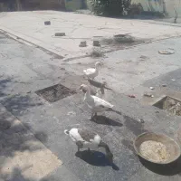 غاز