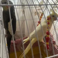 عروس هلندی مولد