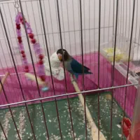 طوطی برزیلی