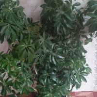 گل اپارتمانی