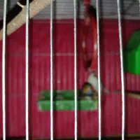 یک جفت فنچ تخم گذار