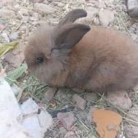 لپ بامزه|موش و خرگوش|قائن, |دیوار