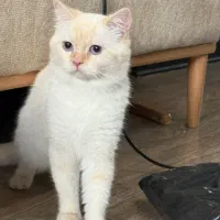 گربه بیریتیش چشم آبی