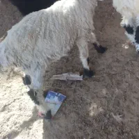 بره چاق و چلبک|حیوانات مزرعه|زابل, |دیوار