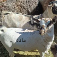 گوسفند (کهره )|حیوانات مزرعه|بم, |دیوار