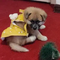 توله ژرمن ماده