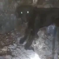 سگ شکاری و نگهبان
