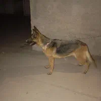 سگ چرمن ژپر|سگ|فیروزآباد (فارس), |دیوار