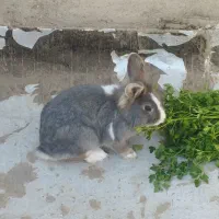 فروش حیوان خانگی|موش و خرگوش|دشتابی, |دیوار