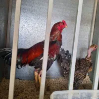 خروس لاری