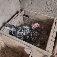 تخم مرغ نطفه دار گلین و خوراکی