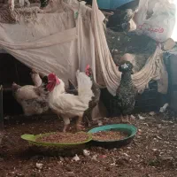 مرغ محلی تخمگذار و خروس رسمی