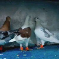 جوجه المانی مسافتی