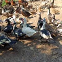 اردک خروس غاز|حیوانات مزرعه|قائم‌شهر, |دیوار