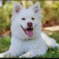 سگ بازی گوش عکس.۲ ببین