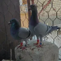 جفت کبوتر نر و ماده استیل دار سبز